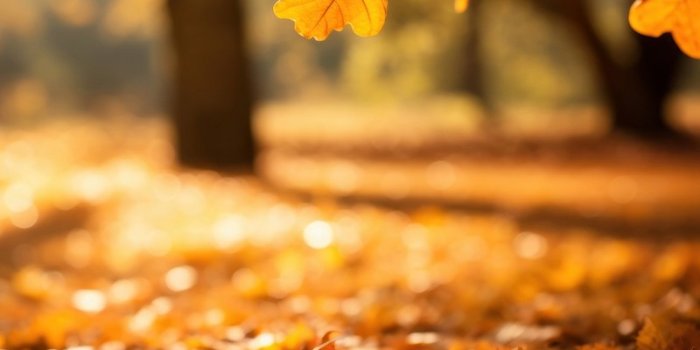 800x1422 Fall Background Images | Free iPhone