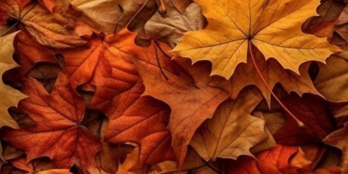 736x1313 Pin on Thanksgiving