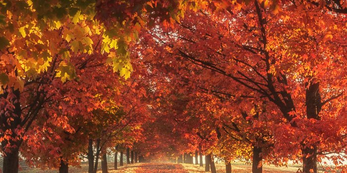 1125x2436 1125x2436 Autumn Fall Season Trees 4k