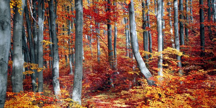 3456x2304 Autumn Forest Wallpaper 4K, Woods