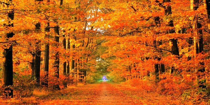 1920x1080 Autumn Road