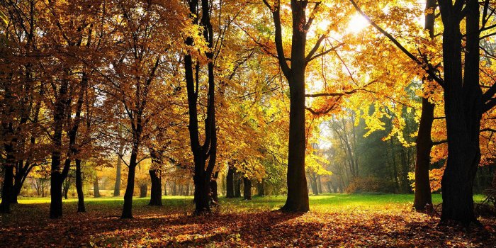 1920x1200 1000+] Autumn Wallpapers | Wallpapers.com