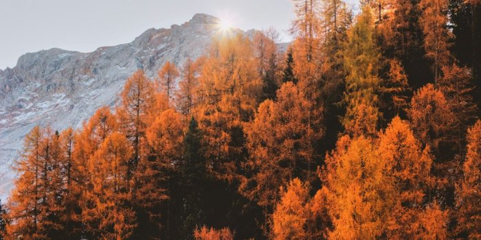 1000x1498 Autumn Wallpapers: Free HD Download