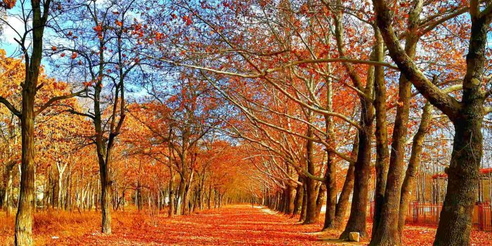 1900x1200 Fall Season Wallpaper - Forever Wallpapers