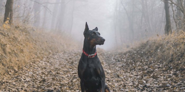 1680x1050 100+] Doberman Wallpapers | Wallpapers.com