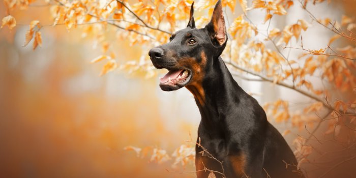 2048x1356 Animal Doberman Pinscher HD Wallpaper