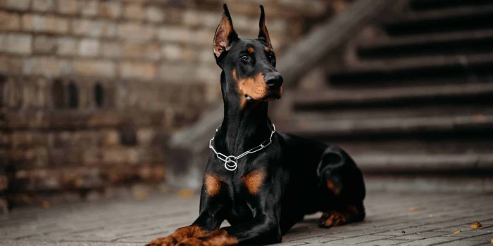 1920x1282 100+] Doberman Pictures | Wallpapers.com