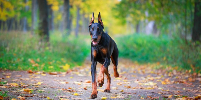 1920x1280 My Doberman Dog HD Wallpapers New Tab