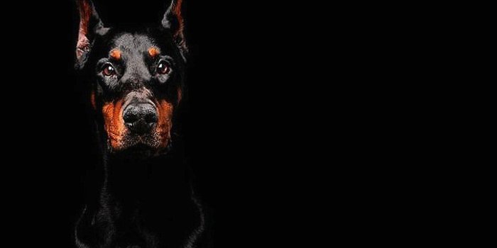 1394x1216 Doberman ozadja HD | Doberman, Spoiled