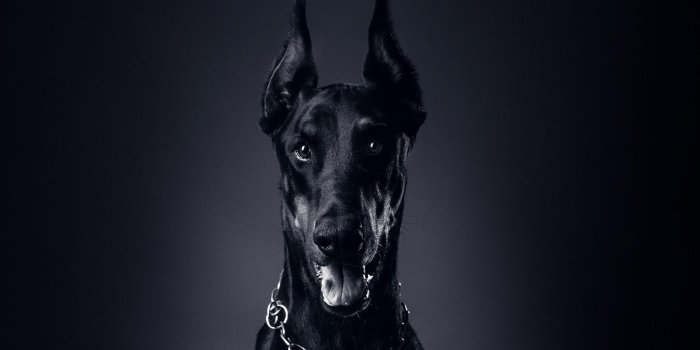2048x1365 Dobermann Wallpapers