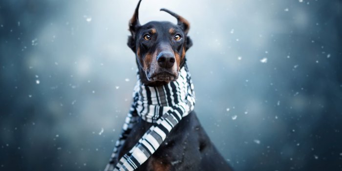 2048x1450 Animal Doberman Pinscher HD Wallpaper