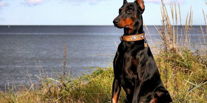 1920x1440 Doberman Wallpapers