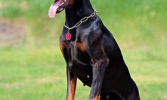 582x900 100+] Doberman Pinscher Wallpapers