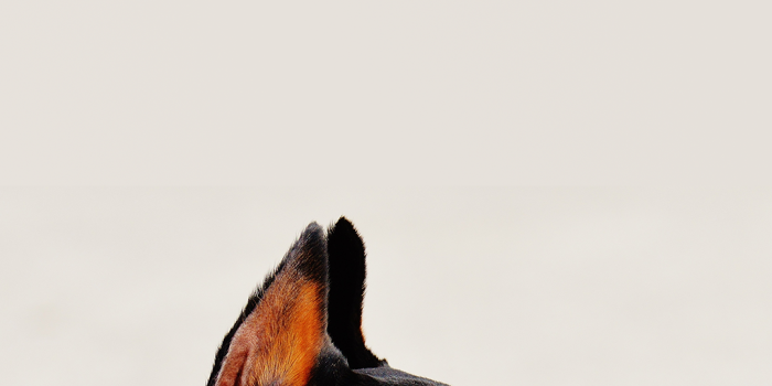 1080x1920 Doberman Wallpaper HD | iPhone Wallpapers