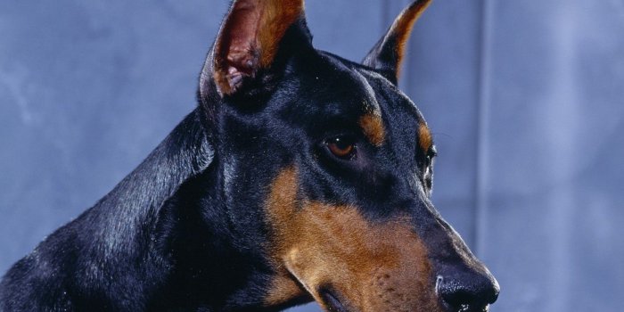 1920x1080 doberman #wallpaper #dog #pet #puppy