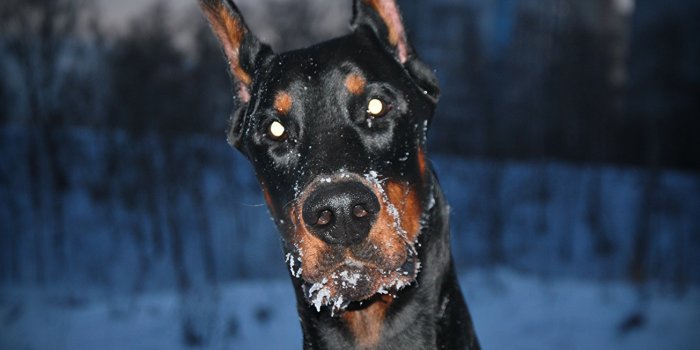 1305x1024 Desktop Wallpapers Doberman Pinscher