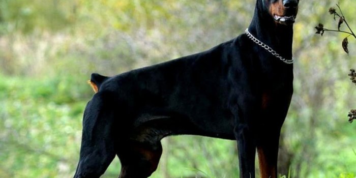 1023x828 100+] Doberman Wallpapers | Wallpapers.com