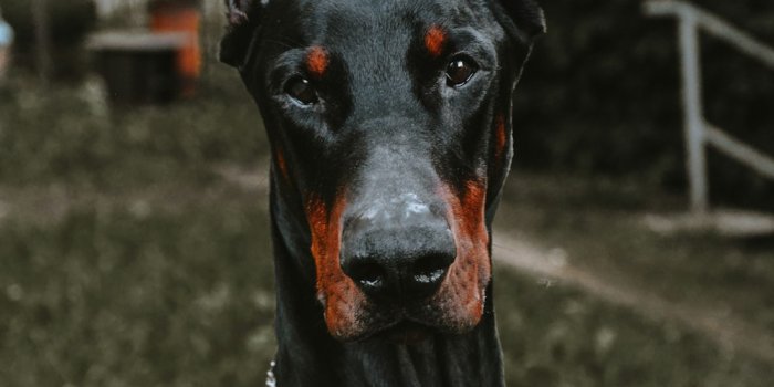 1000x1500 adult Doberman pinscher photo