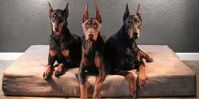2560x1600 Doberman Pinscher wallpapers for
