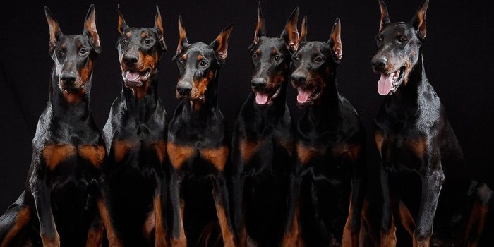 1332x850 Doberman Desktop Wallpapers - Wallpaper
