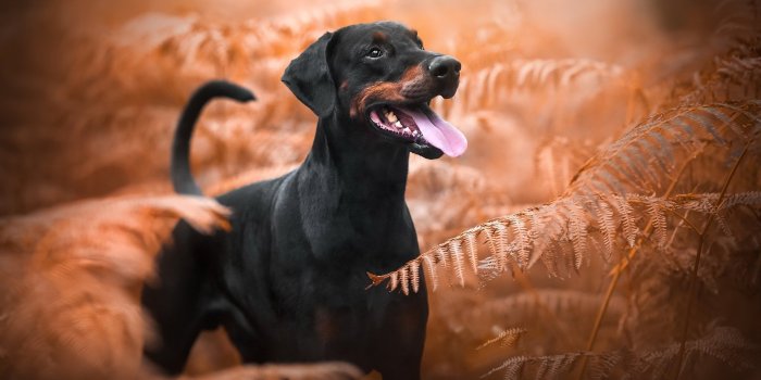 1920x1080 Doberman Pinscher Theme for Windows 10