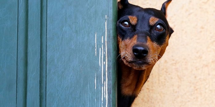 1280x878 Photos Doberman Pinscher Dogs Staring