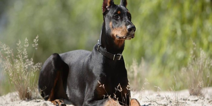 1280x960 Doberman Pinscher - Inside Dogs World