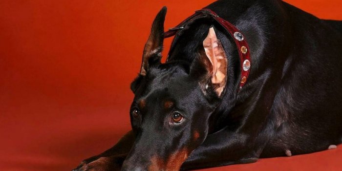 1280x1024 wallpaper 1280x1024 doberman, dog