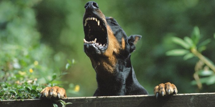 2560x1600 Angry doberman pinscher #dog #2K