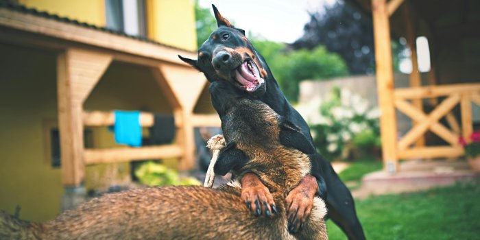 6185x3481 Doberman Photos, Download The BEST Free