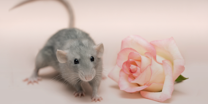1280x800 My Cute Rat HD Wallpapers New Tab - MyStart