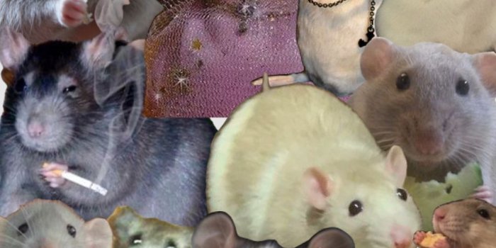 1080x1920 rat collage | Phone wallpaper pastel