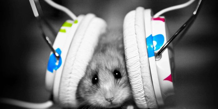 1920x1080 100+] Cute Rat Pictures | Wallpapers.com