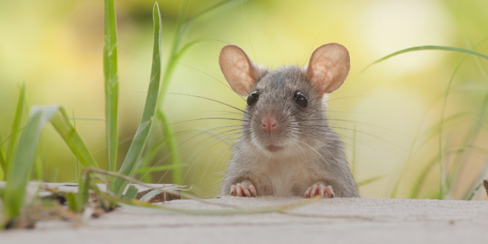 1280x800 My Cute Rat HD Wallpapers New Tab Theme