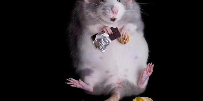 1680x1050 Fat Rats Wallpapers