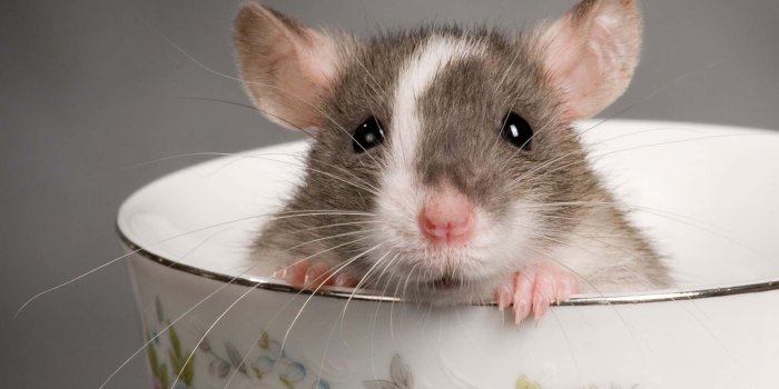 1920x1200 100+] Cute Rat Pictures | Wallpapers.com