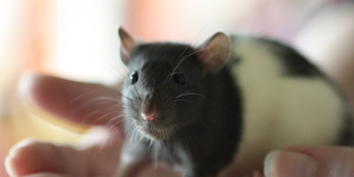 1920x1080 100+] Rat Wallpapers | Wallpapers.com