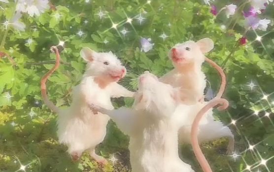 556x760 rat wallpaper | Cute rats, Cute little