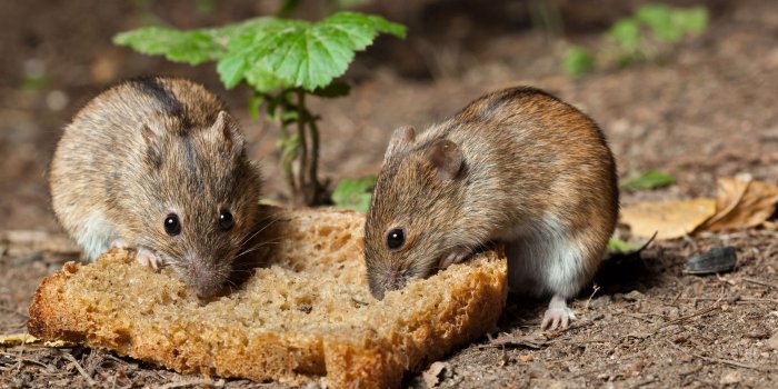 2508x1672 Animal Rat HD Wallpaper