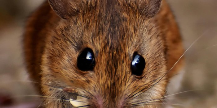 1898x2669 Rats Photos, Download The BEST Free