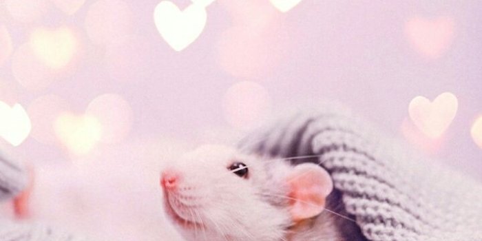 720x1280 Cute Rat Wallpapers