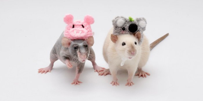 1920x1080 Set of 30 Cute Pet Rat Wallpapers for