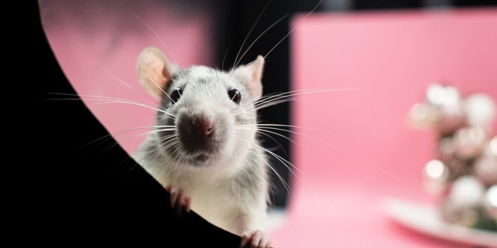 1280x853 Rat Pet Animal - Free photo on Pixabay