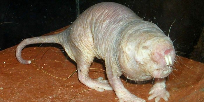 1280x960 Free Naked Mole Rat Wallpaper download