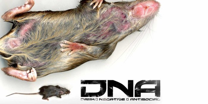1680x1050 Rat Wallpapers