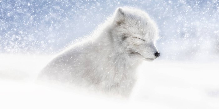 1920x1280 100+] Arctic Fox Wallpapers