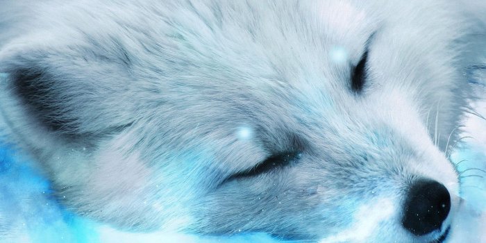 1280x800 Arctic fox close-up wallpaper Animal