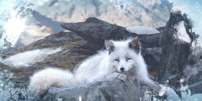 1920x1440 100+] Arctic Fox Wallpapers