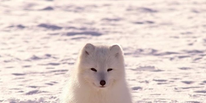 736x1177 Wallpaper arctic fox polar fox snow
