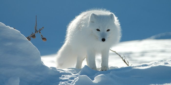 3008x2000 Animal Arctic Fox HD Wallpaper